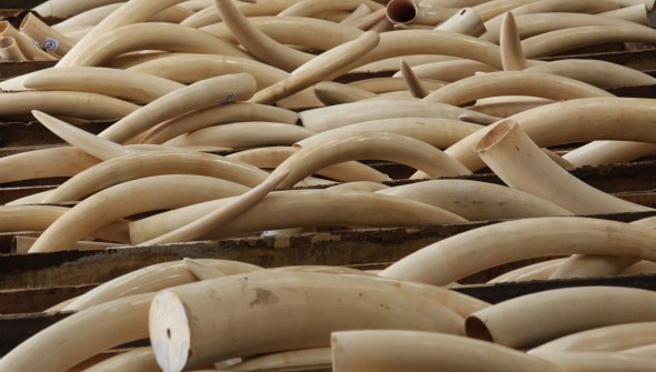 Ivory tusks are stored in boxes at Hong Kong Customs August 7, 2013, after they were seized from a container at Kwai Chung Container Terminal a day earlier. Through intelligence exchange with Chinese Customs, Hong Kong Customs on Tuesday seized a total of 1,120 ivory tusks, 13 rhino horns and five pieces of leopard skin, weighing about 2,266 kg (4982 pounds), inside a container shipped from Nigeria to Hong Kong. The total seizure is worth about HK$41 million (US$5.26 million), according to the official press release. REUTERS/Bobby Yip (CHINA - Tags: ANIMALS CRIME LAW ENVIRONMENT)