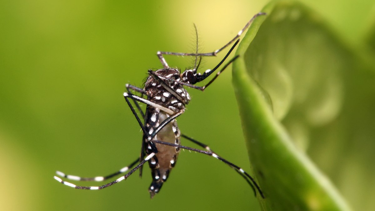 aedes_aegypti