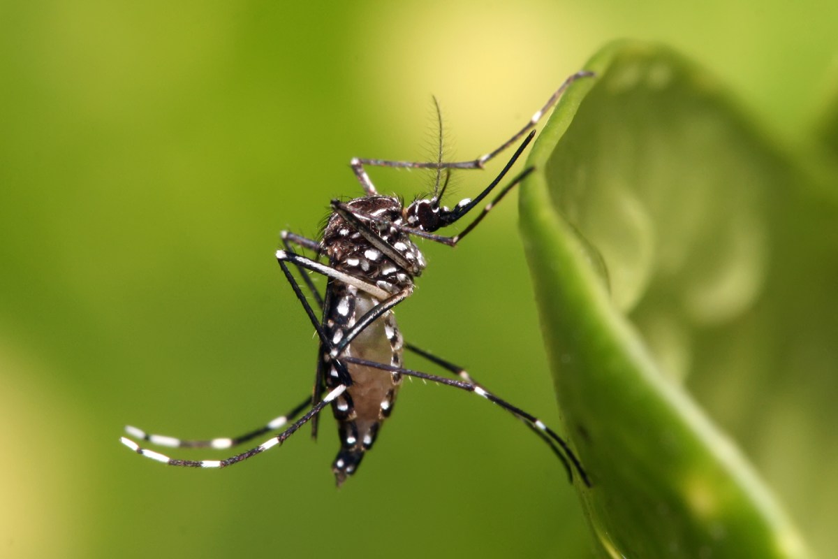 aedes_aegypti