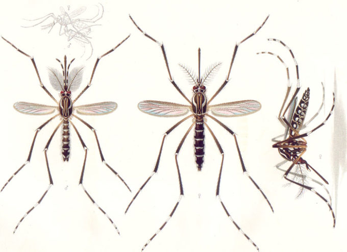 L'Aedes Aegypti L'Aedes Aegypti