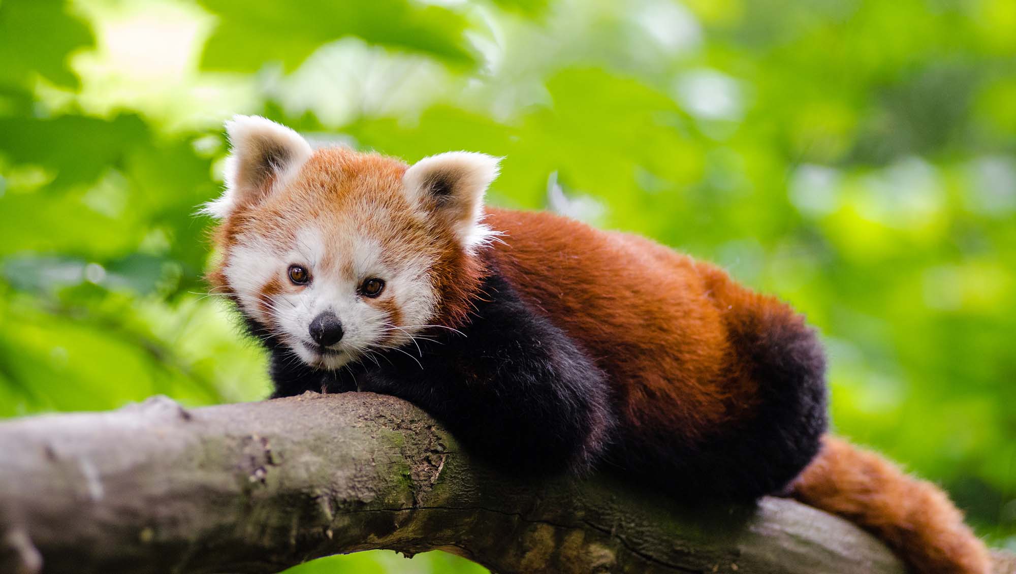 firefox firefox