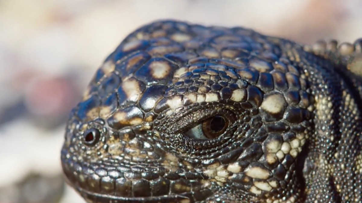 iguane