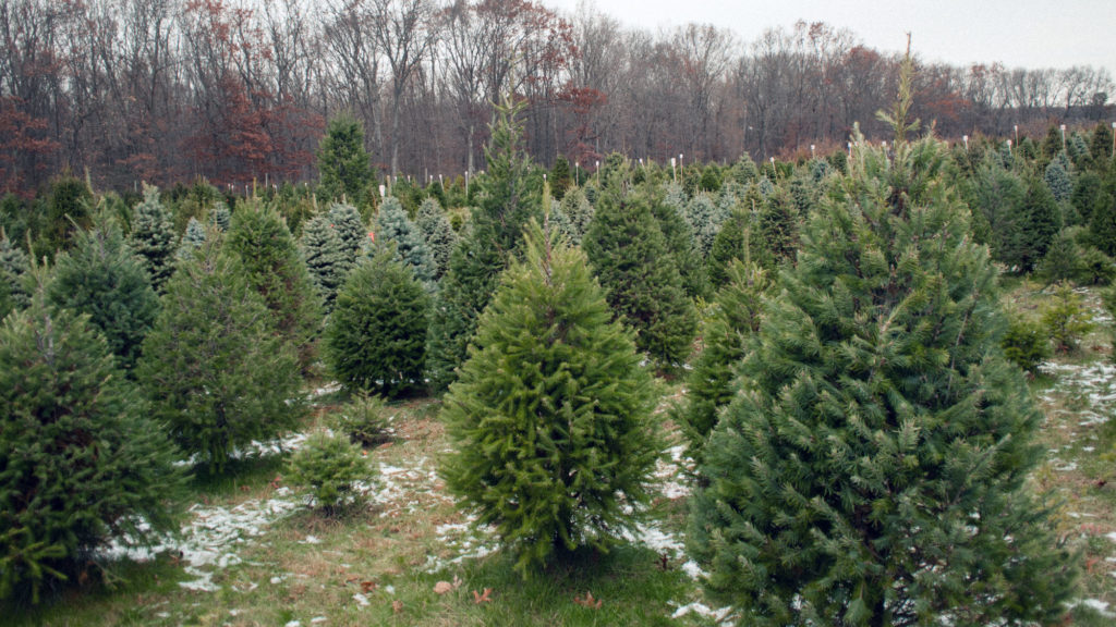 Sapin synthétique ou vrai sapin de Noël naturel : lequel est le plus