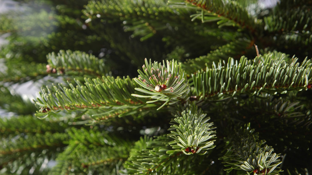 Sapin synthétique ou vrai sapin de Noël naturel : lequel est le plus