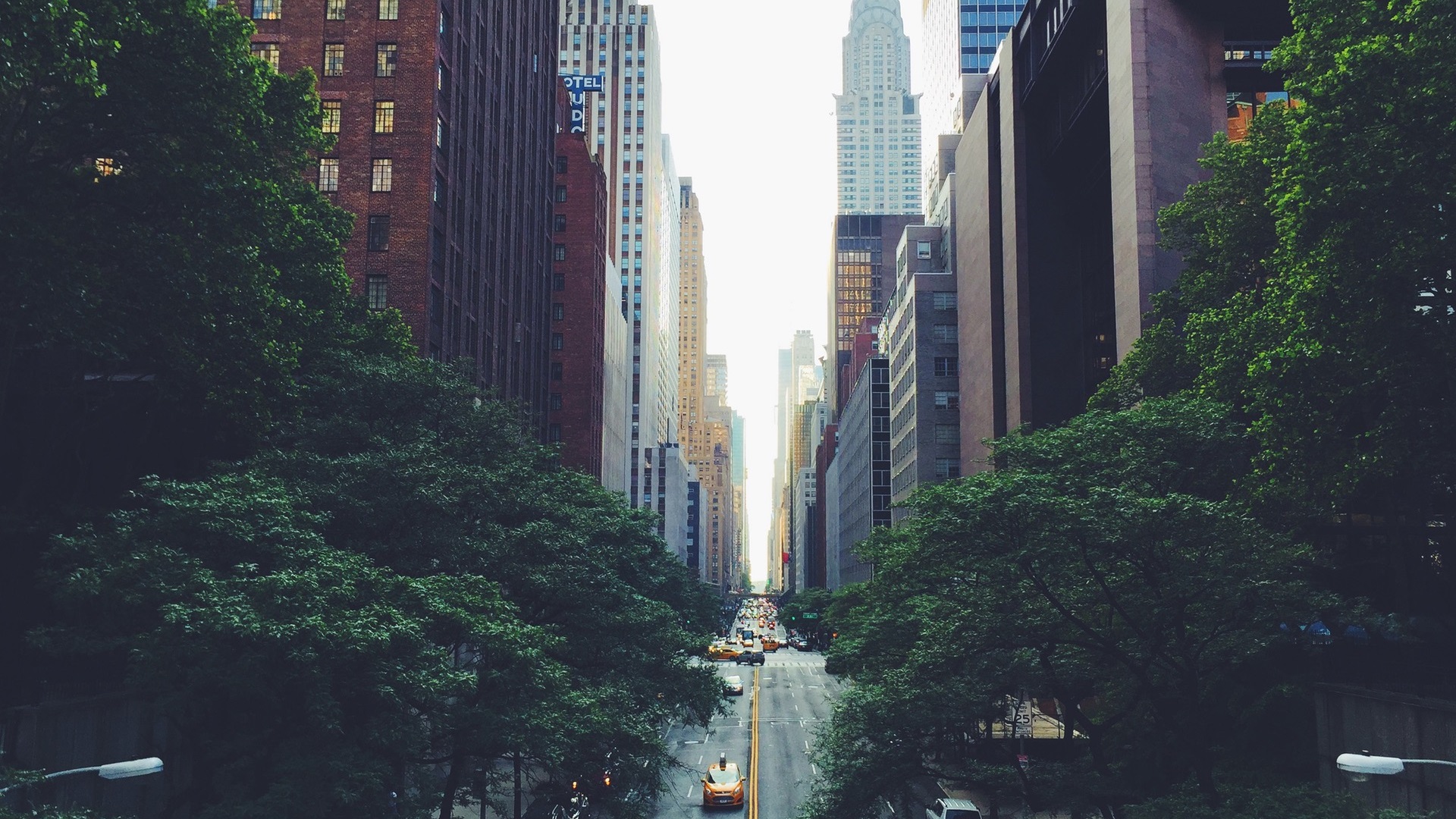 arbre-new-york arbre-new-york