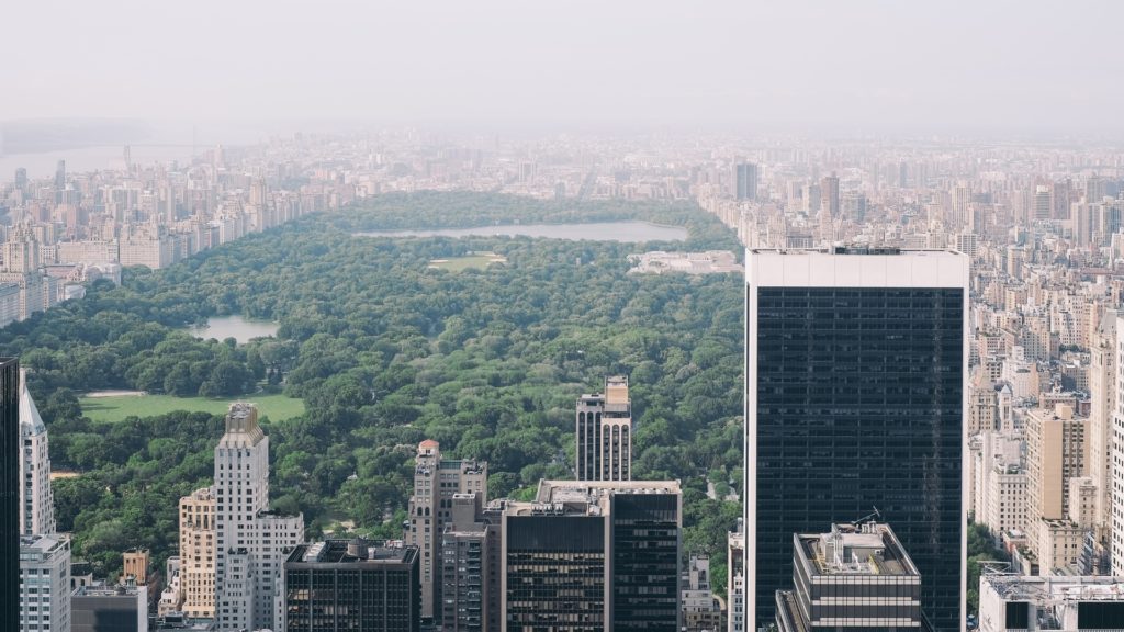 central-park-arbre-new-york