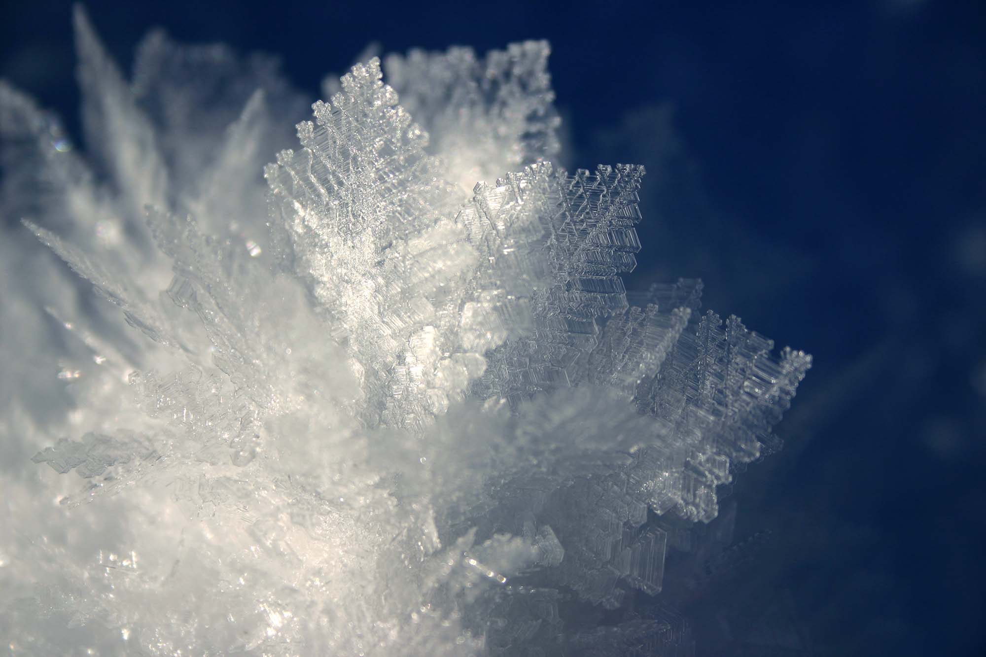 fleur-givre-glace fleur-givre-glace