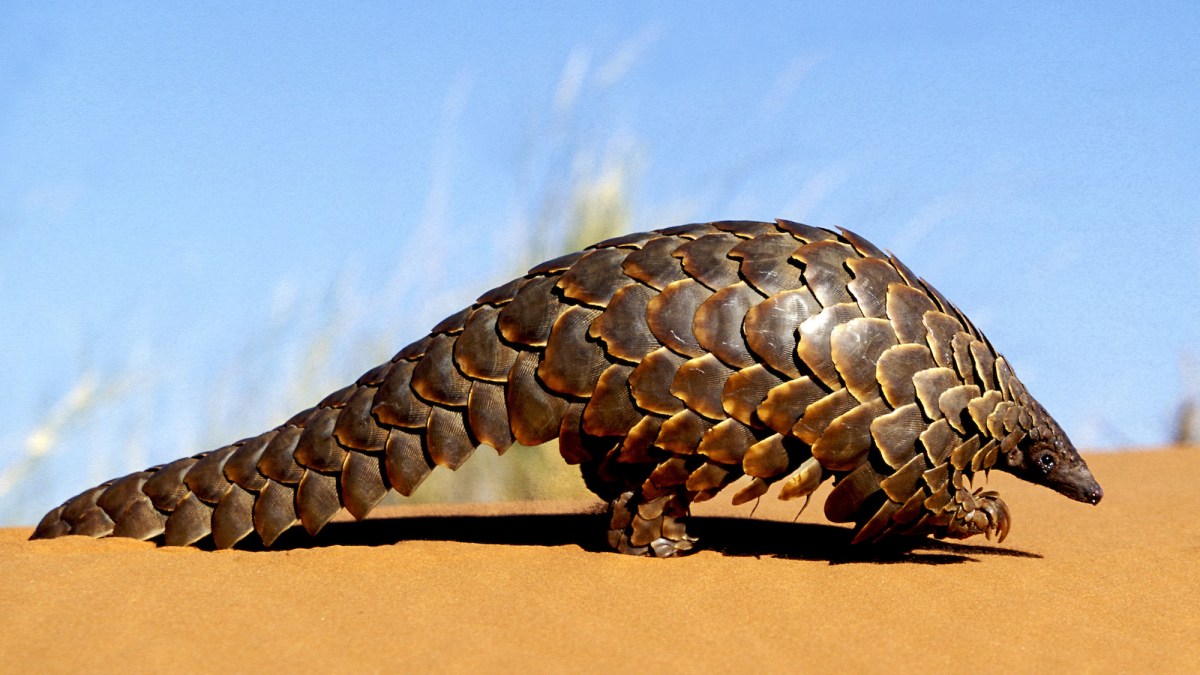 Pangolin, South Africa.