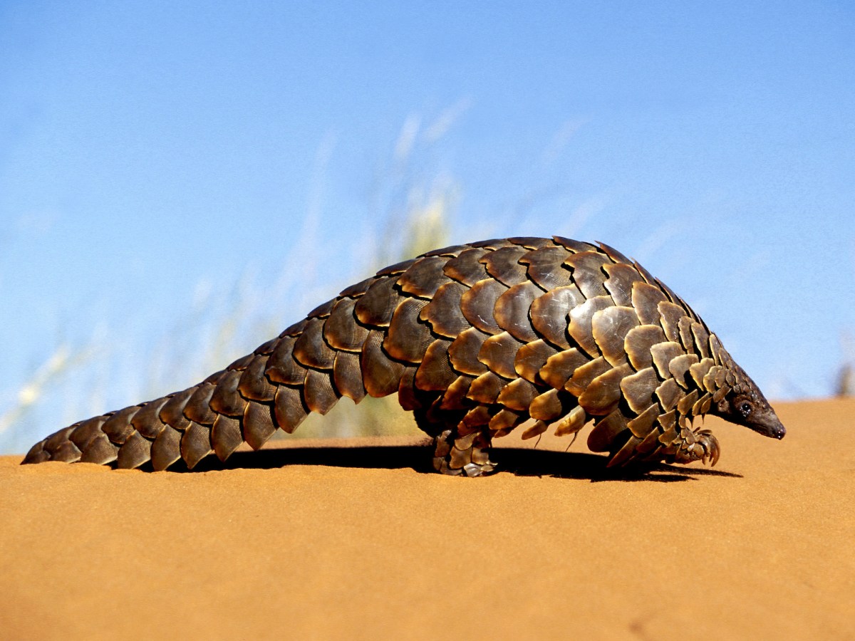 Pangolin, South Africa.