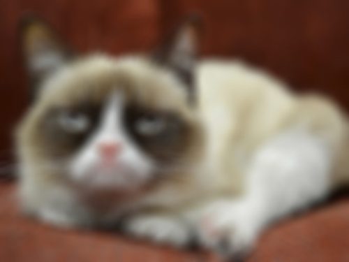 grumpy-cat-floute