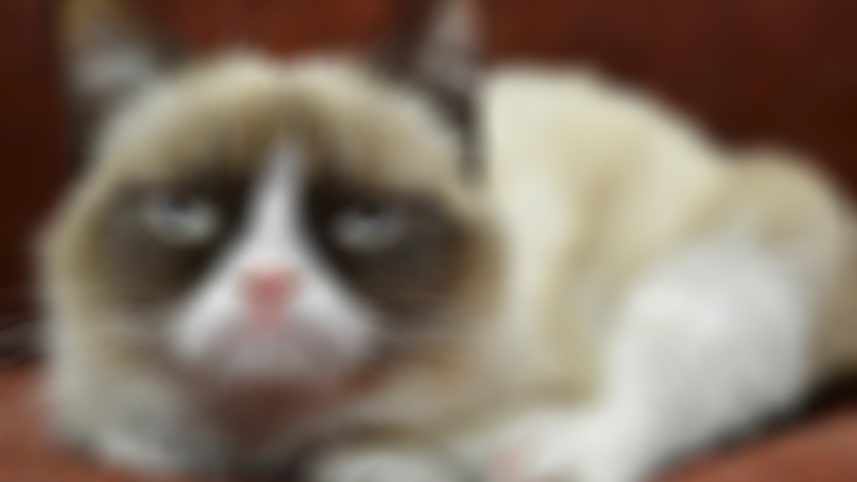 grumpy-cat-floute