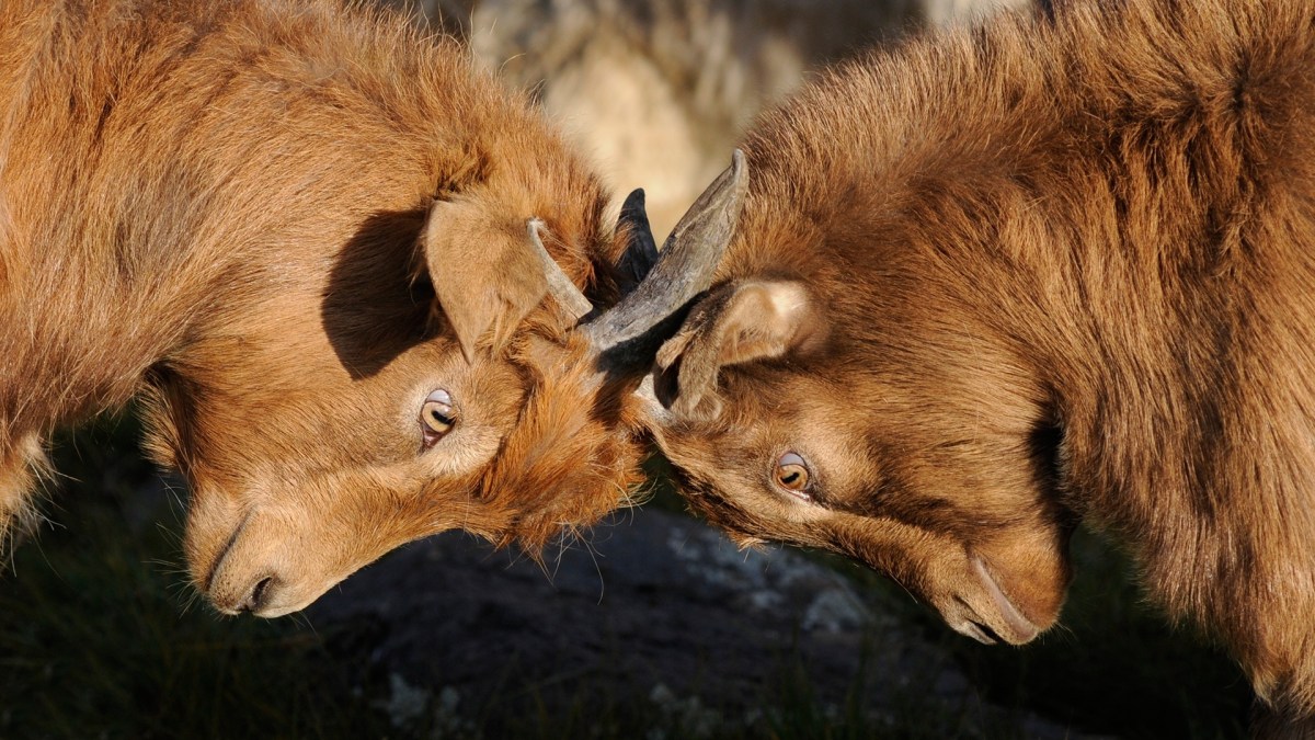 chèvres animaux dispute