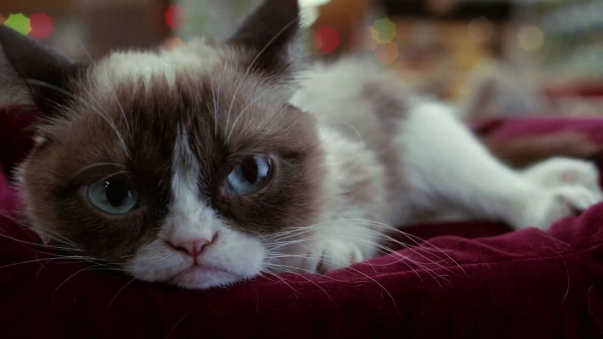 grumpy-cat