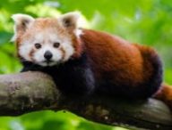 panda roux animal animaux nature