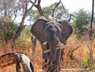 elephant afrique