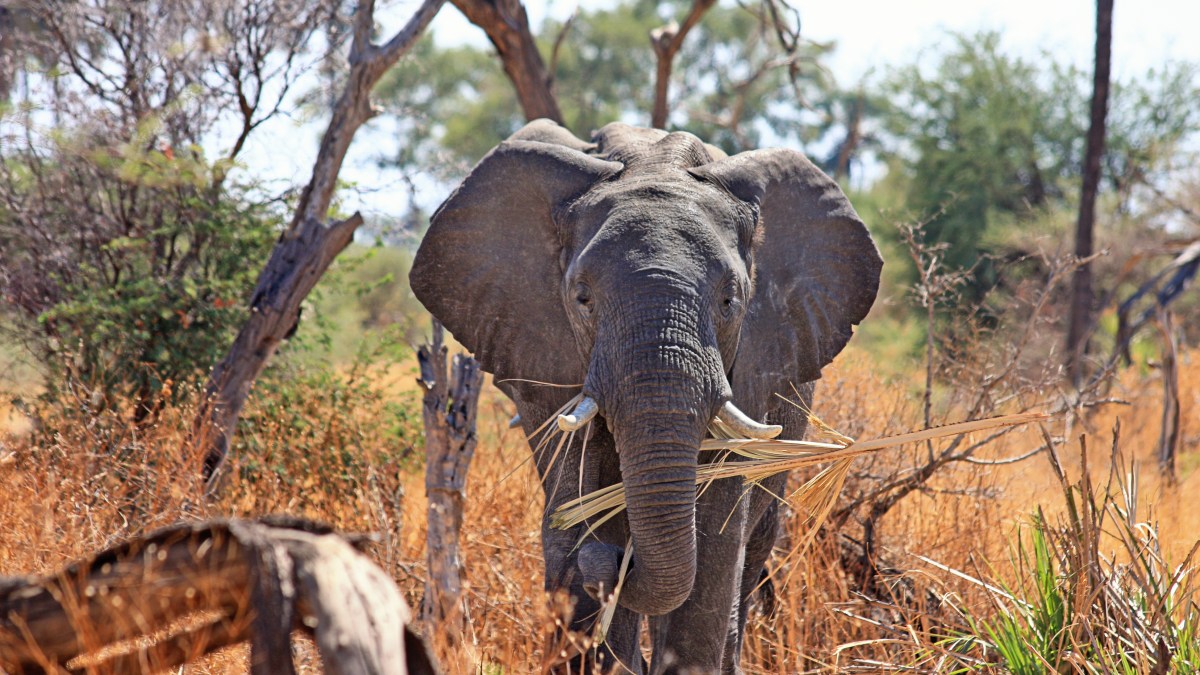 elephant afrique