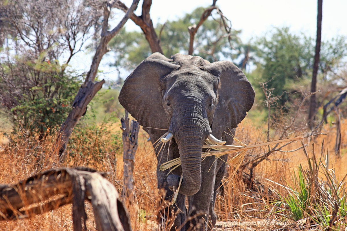 elephant afrique