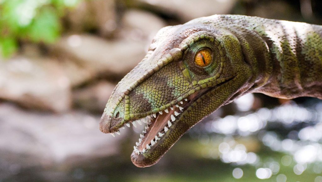 velociraptor-dinosaure velociraptor-dinosaure