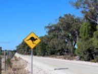 Street Sign Kangaroo Shield Warning Road Australia