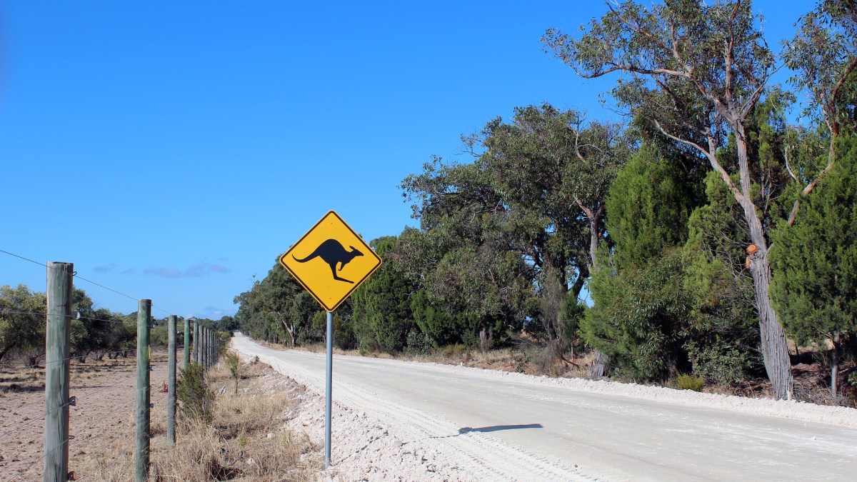 Street Sign Kangaroo Shield Warning Road Australia