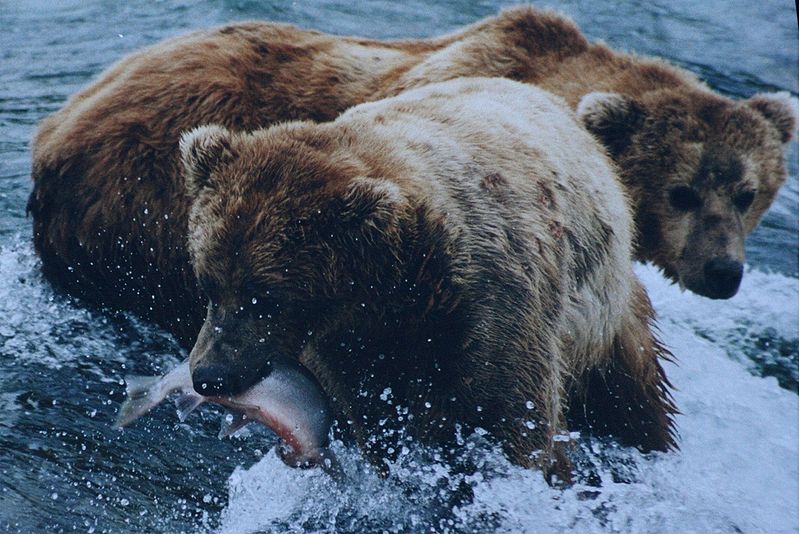 ours ours