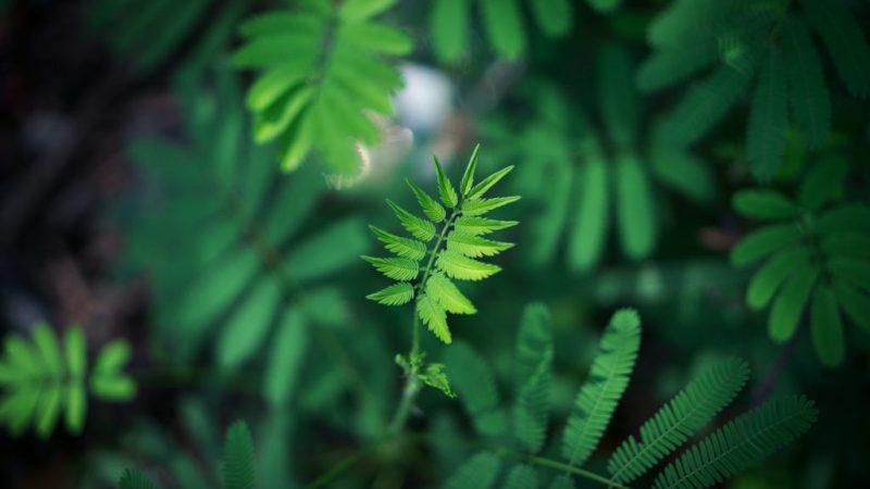 Les plantes ont créé leur Internet bien avant les humains