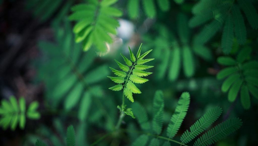 plante-feuille-vegetal-vegetaux