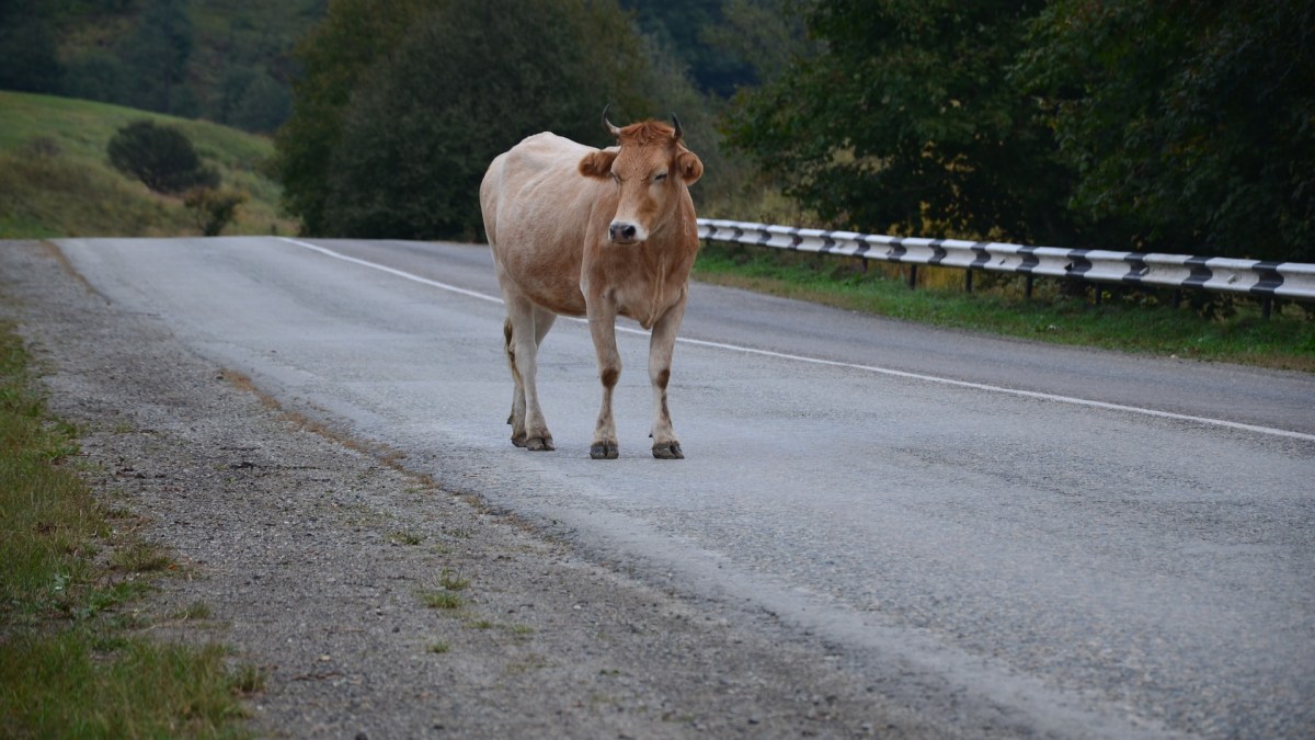 vache-route