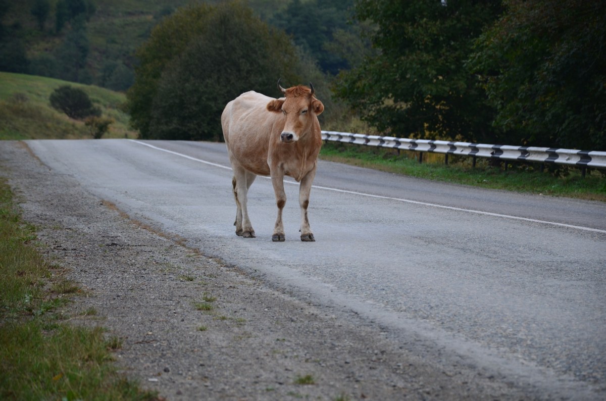 vache-route