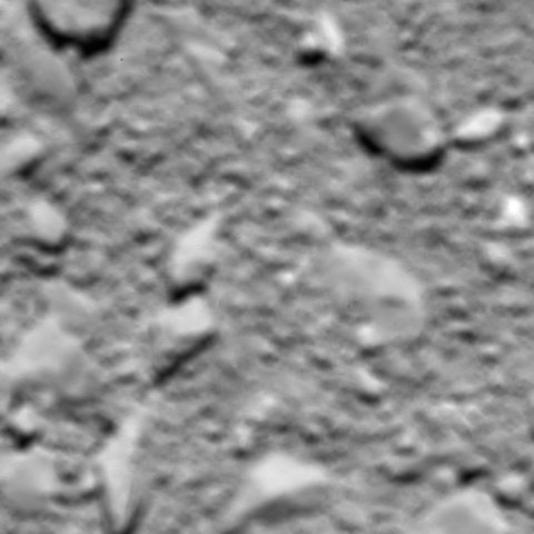 rosetta