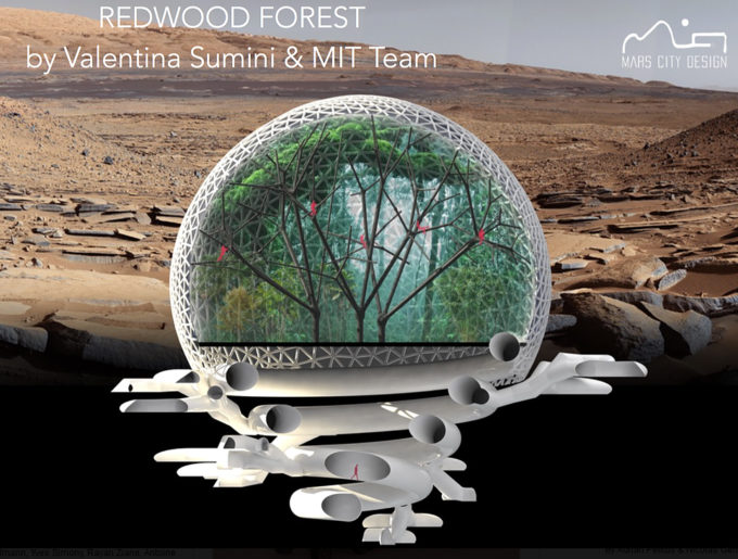 mars-redwood-forest-mit mars-redwood-forest-mit