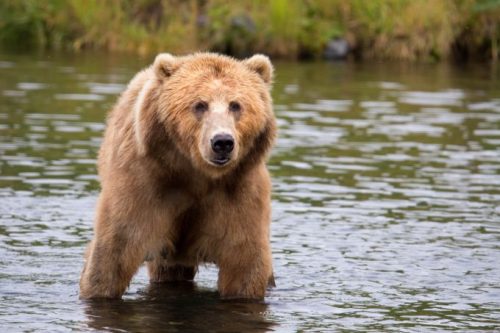 big brown bear water