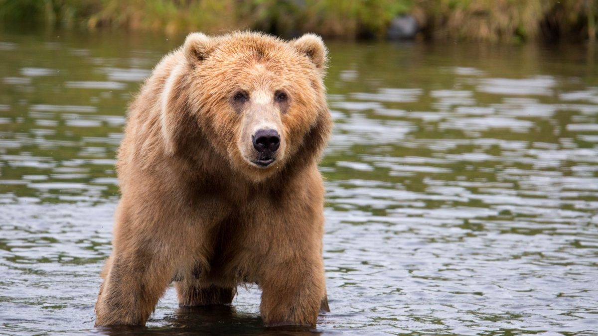 big brown bear water