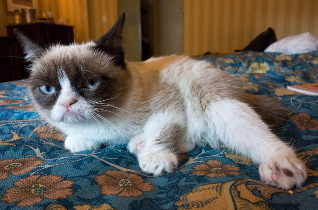 chat Grumpy cat chat Grumpy cat