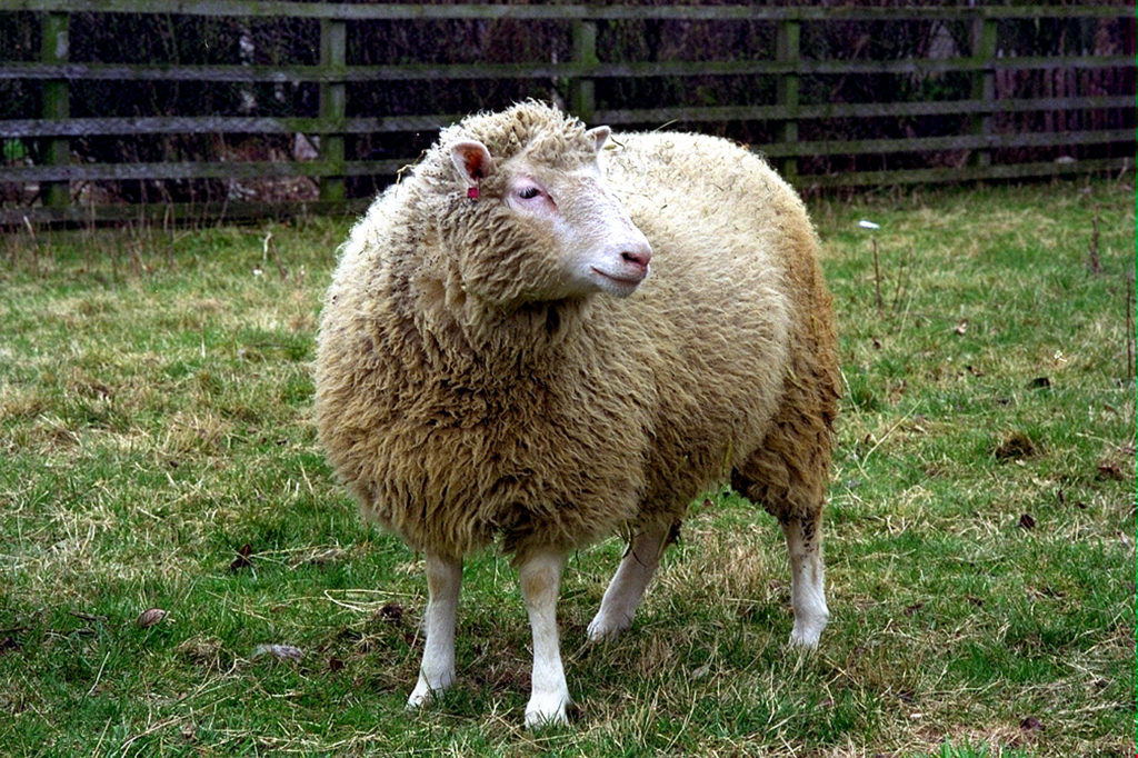 Dolly la brebis dans le jardin de l'institut Roslin.