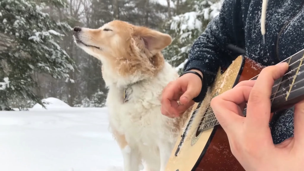 acoustictrench chien guitare