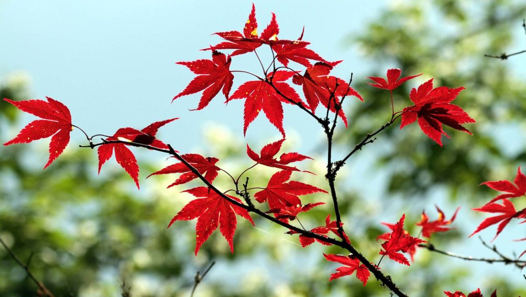 erable-feuille-nature-arbre