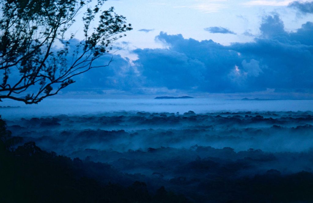 jungle-guyane-amazonie jungle-guyane-amazonie