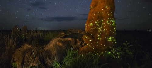 Wildlife Photographer of the Year retire un prix à un photographe qui avait utilisé un animal empaillé