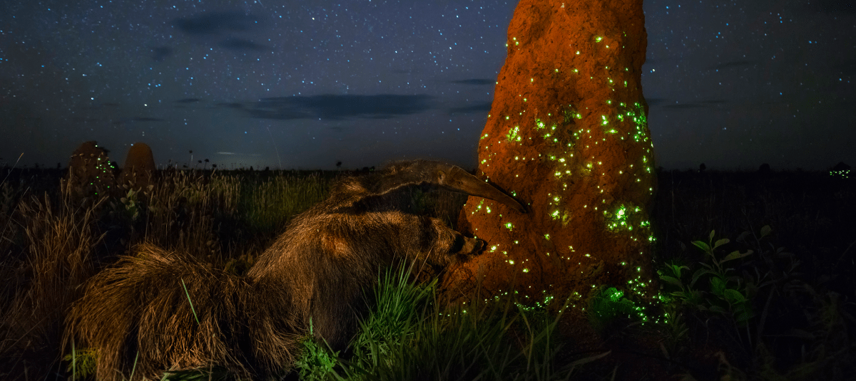 Wildlife Photographer of the Year retire un prix à un photographe qui avait utilisé un animal empaillé