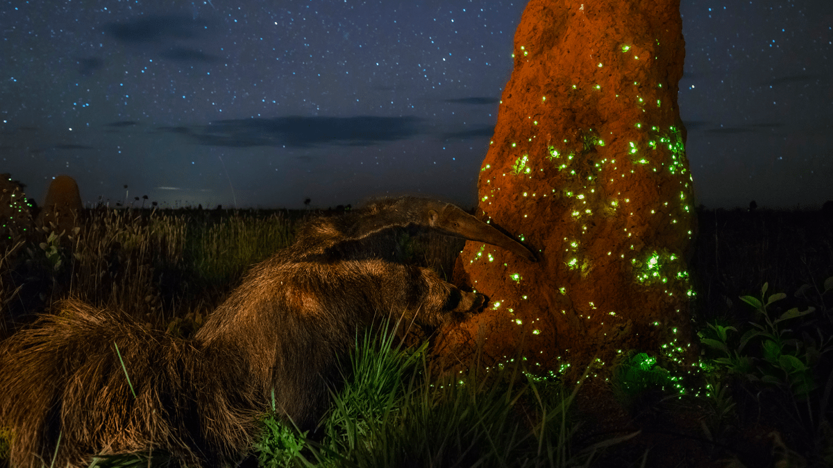 Wildlife Photographer of the Year retire un prix à un photographe qui avait utilisé un animal empaillé