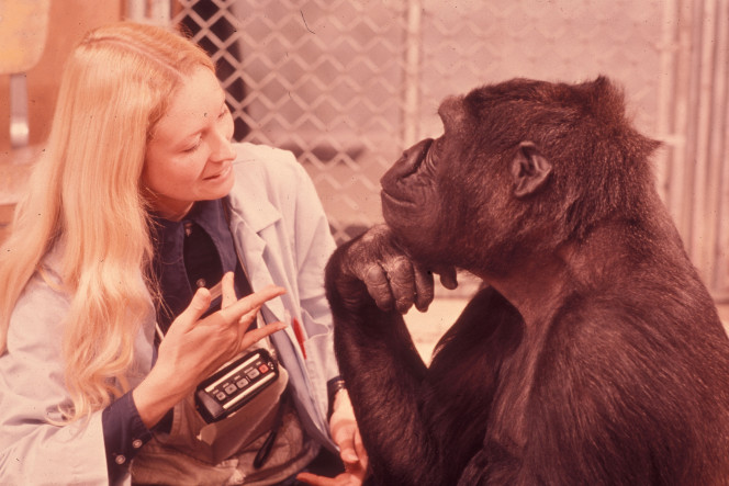 160728-koko-gorilla-doc-embed4
