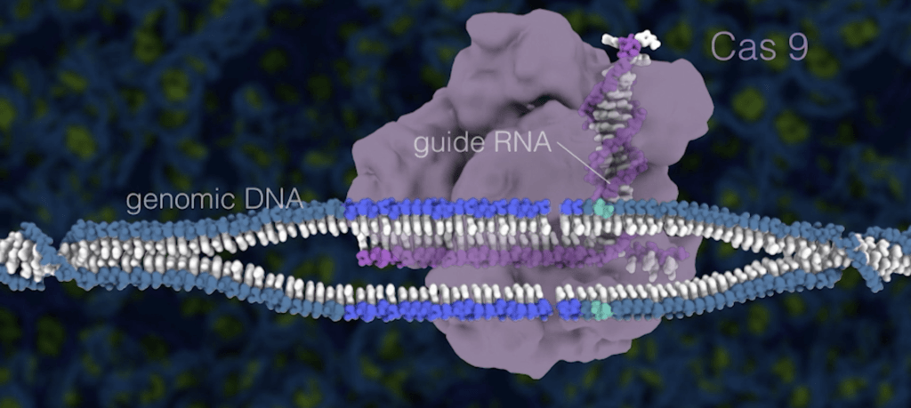 Fonctionnement de CRISPR-Cas9 // Capture d'écran Berkeley
