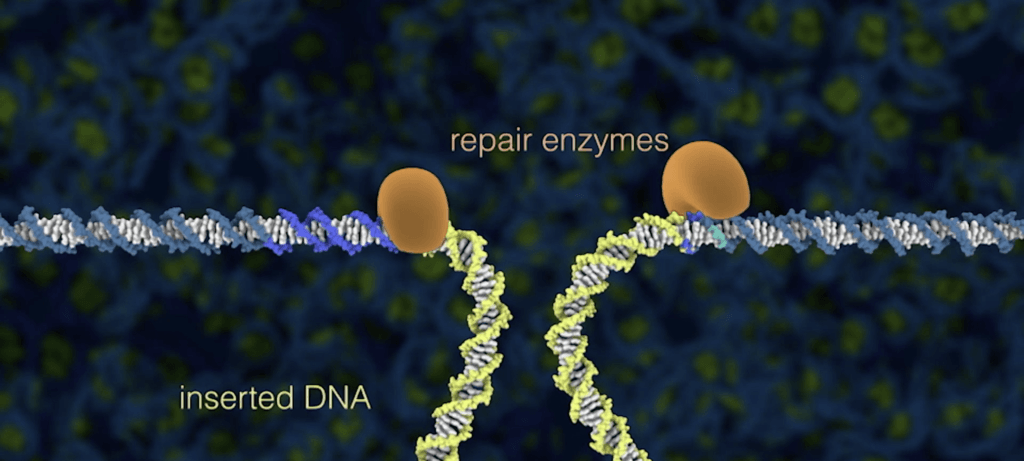 Réparation d'ADN // Capture d'écran Berkeley