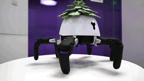 hexa robot plante