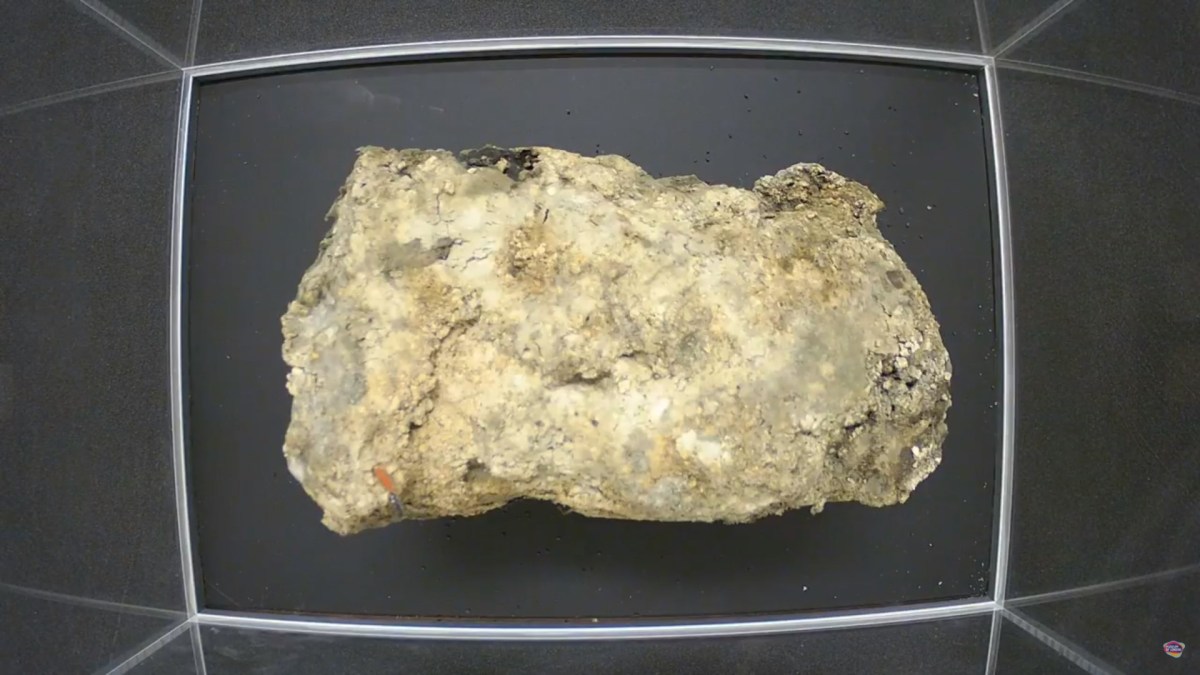 Fatberg de Whitechapel // Source : Musée de Londres