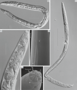 Les vers découverts par l'équipe de chercheurs russes en Sibérie. // Source : Boklady Biological Sciences