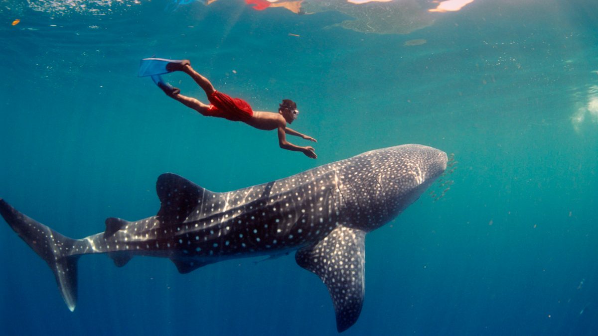 1_Jawi_WhaleShark-1920×960