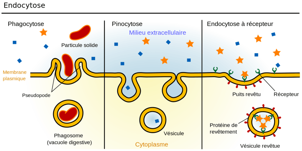 Le processus de l'endocytose. // Source : Wikimedia/Mariana Ruiz Villarreal