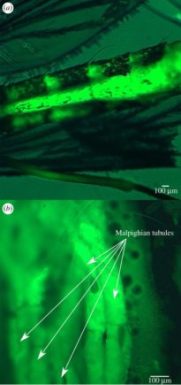 Les microparticules de plastiques logées dans l'abdomen des moustiques. // Source : Rana Al-Jaibachi, Ross N. Cuthbert, Amanda Callaghan (Biology Letters)